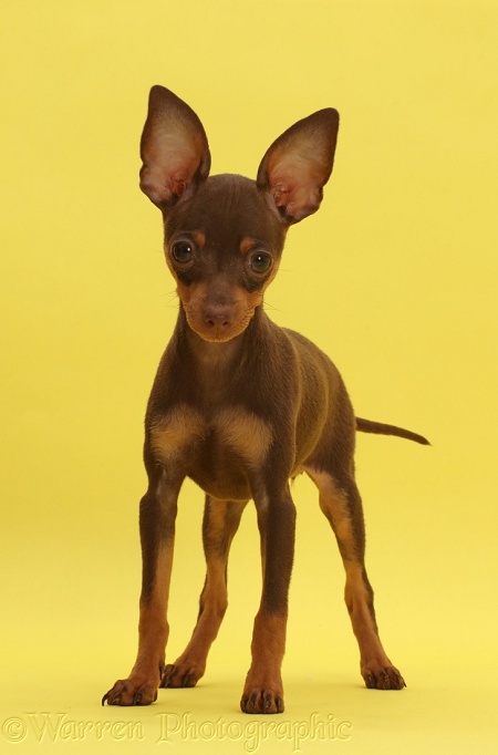 Brown-and-tan Miniature Pinscher puppy, standing on yellow