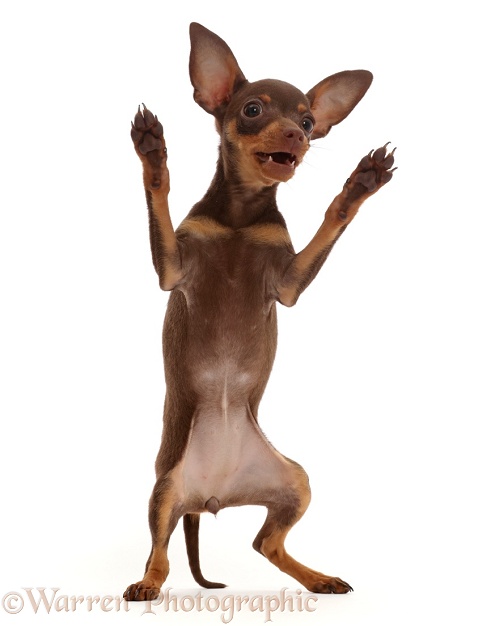 Brown-and-tan Miniature Pinscher puppy, standing on hind legs, white background