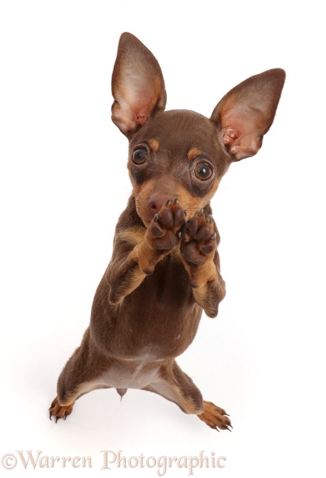 Brown-and-tan Miniature Pinscher puppy, standing on hind legs, white background