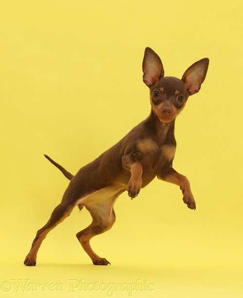 Brown-and-tan Miniature Pinscher puppy, jumping on yellow