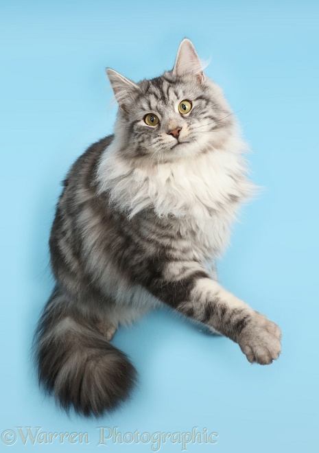 Silver tabby cat, Blaze, 9 months old, looking up with raised paw on blue background