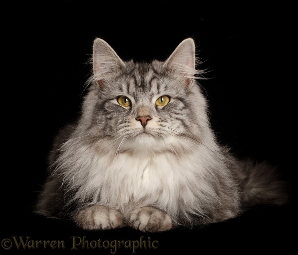 Silver tabby cat, Blaze, 9 months old, lying with head up on black background