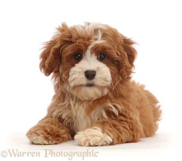 Cavapoo puppy lying head up, white background