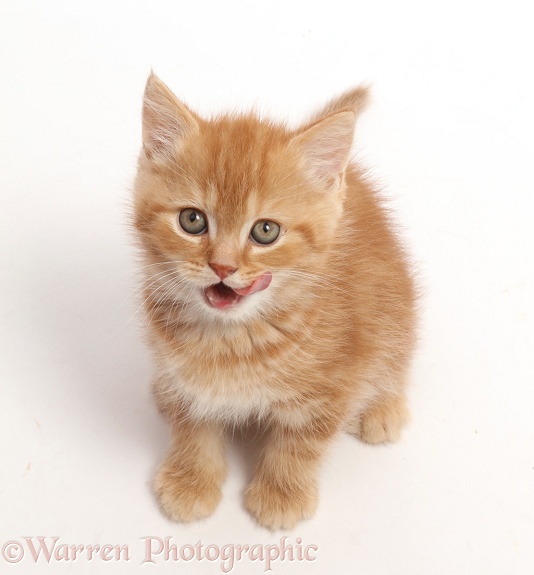 Ginger kitten sitting and looking up, licking his lips, white background