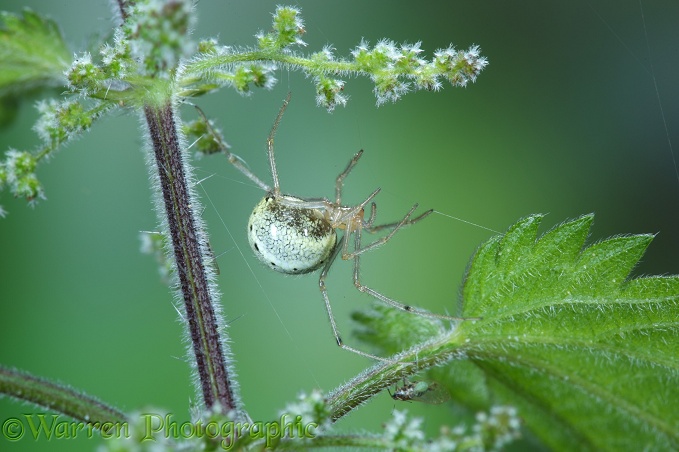 Comb-footed Spider (Enogplognatha ovata) female spinning web on nettle