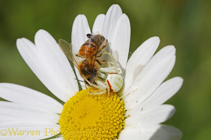 Crab spider (Misumena vatia) capturing Honey Bee (Apis mellifera) on Ox-eye Daisy (Leucanthemum vulgare)