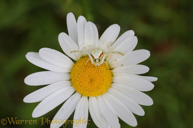 Crab spider (Misumena vatia) waiting for prey on Ox-eye Daisy (Leucanthemum vulgare)