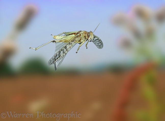 Migratory Locust (Locusta migratoria) in flight