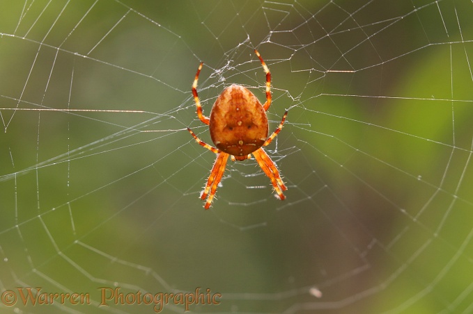 Strawberry Spider (Araneus alsine) in web