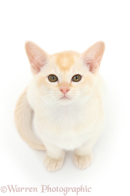 Red Burmese kitten, white background