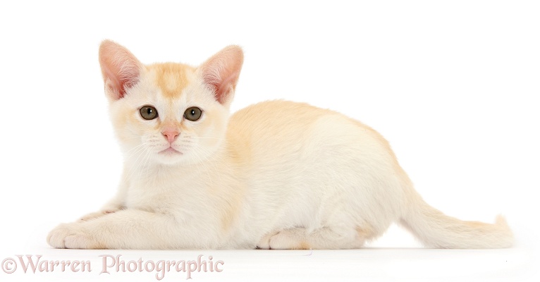 Red Burmese kitten, white background