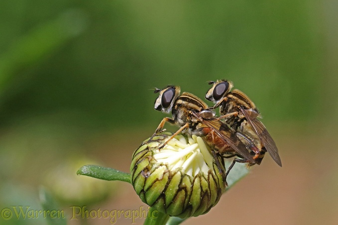Marsh Hoverfly (Helophilus pendulus) mating pair on Ox-eye Daisy (Leucanthemum vulgare)