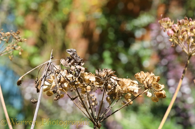 Silver Y Moth (Autographa gamma) camouflaged on Hogweed seed head