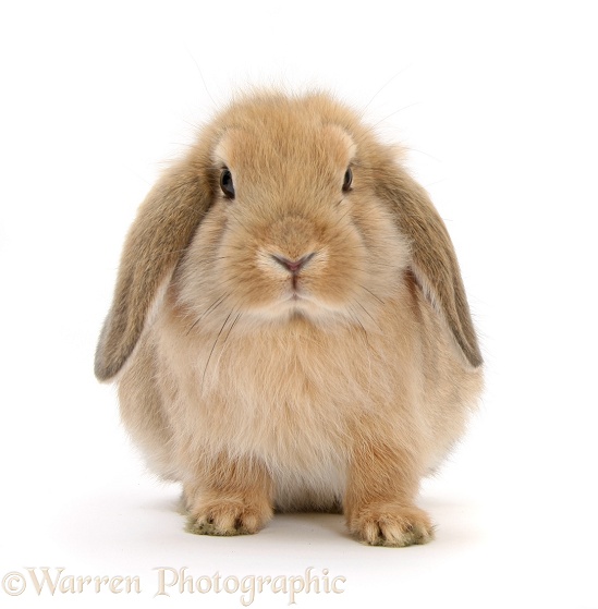 Young sandy Lop rabbit, white background