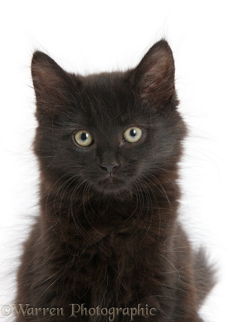 Fluffy black kitten, 9 weeks old, sitting, white background