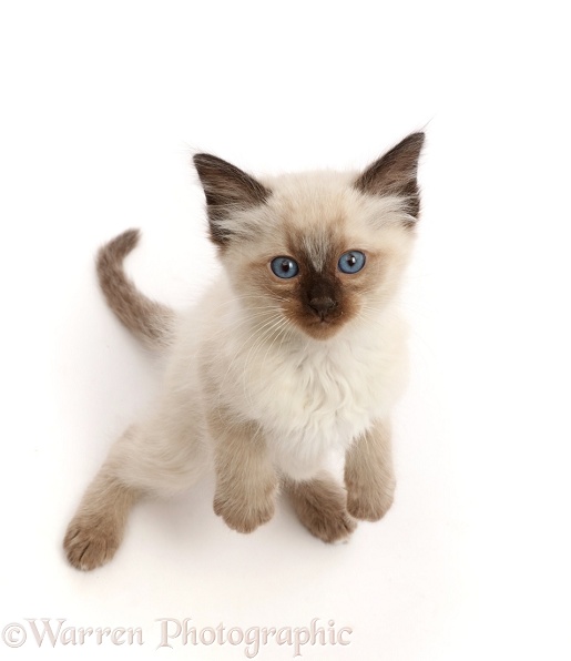 Ragdoll x Siamese kitten, 7 weeks old, standing and looking up, white background