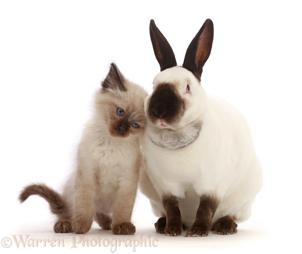 Ragdoll x Siamese kitten, 7 weeks old, snuggling up to colourpoint rabbit, white background