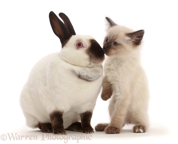 Ragdoll x Siamese kitten kissing colourpoint rabbit, white background