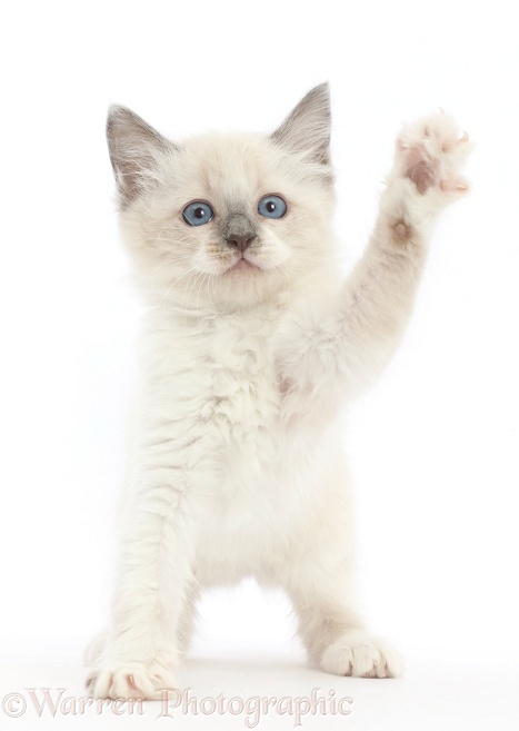 Ragdoll x Siamese kitten, 7 weeks old, reaching up, white background