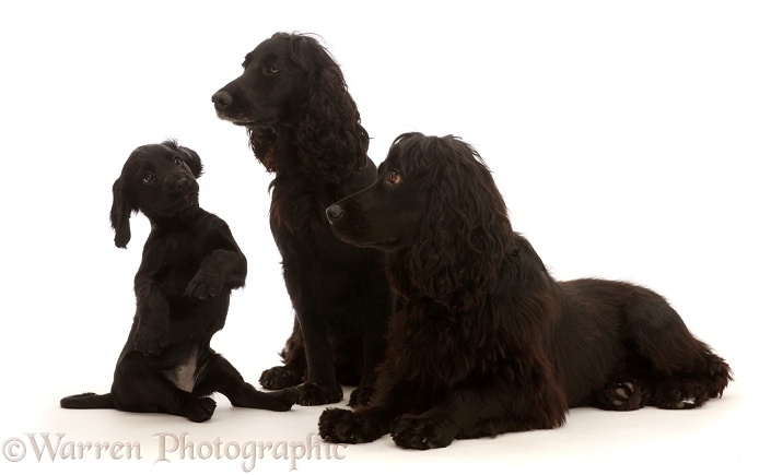 Adult black Cocker Spaniel pair with puppy, white background