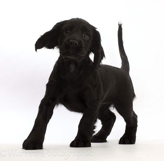 Black Cocker Spaniel puppy, white background