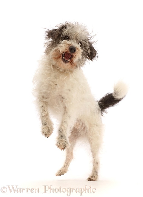 Grey-and-white Jackapoo scruffy mutt jumping up, white background