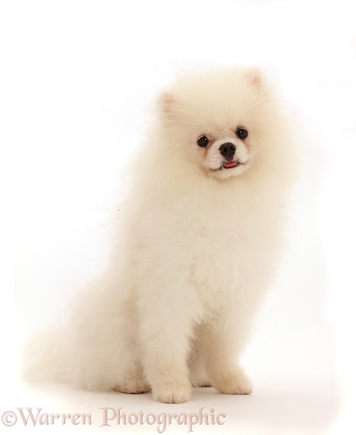 White Pomeranian dog, white background