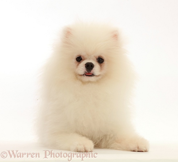 White Pomeranian dog, white background