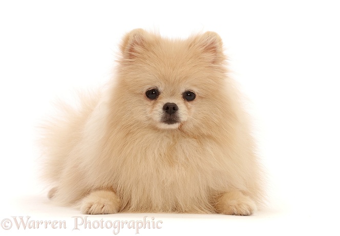 Cream Pomeranian, white background