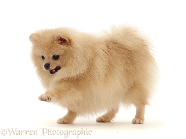 Cream Pomeranian pawing, white background