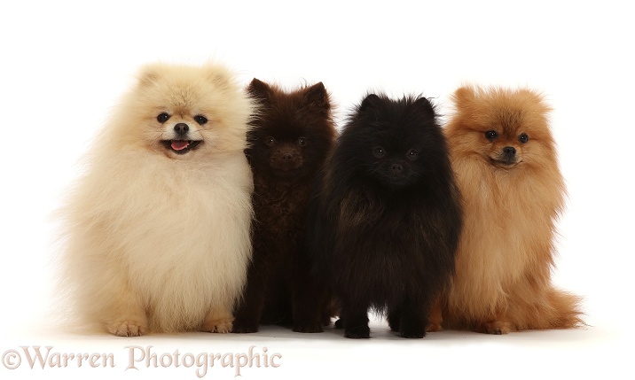 Four assorted  Pomeranians, white background