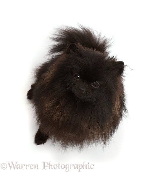 Black Pomeranian, white background