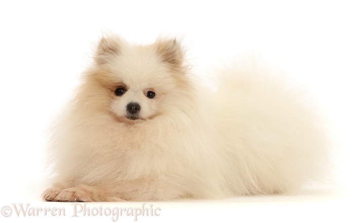 White Pomeranian, white background