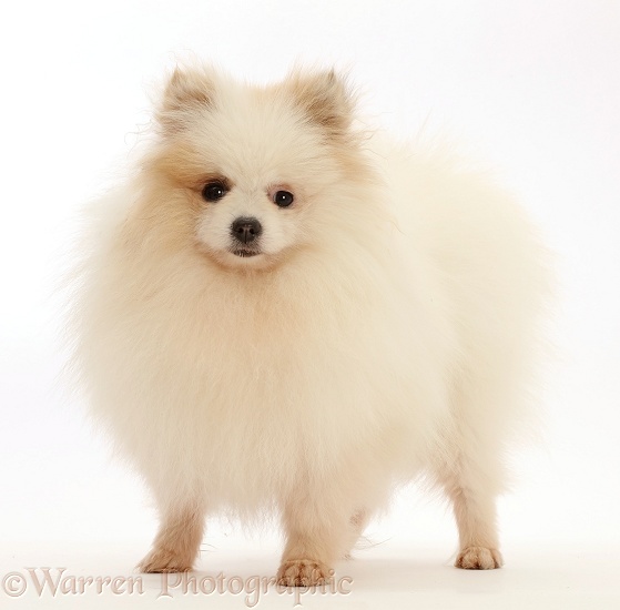 White Pomeranian standing, white background