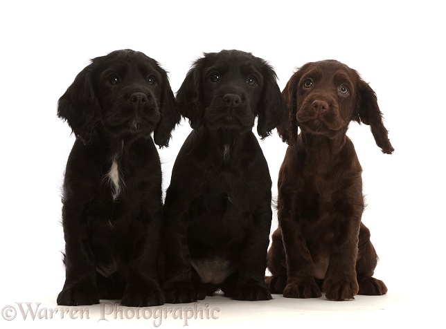 Two Black and one Chocolate Cocker Spaniel puppies, white background