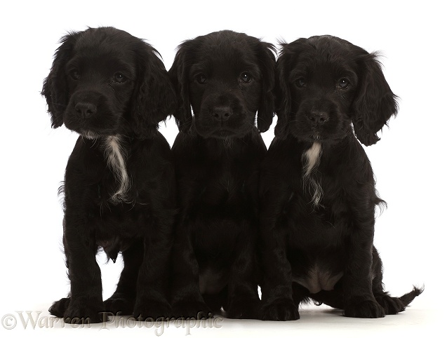 Three Black Cocker Spaniel puppies, white background