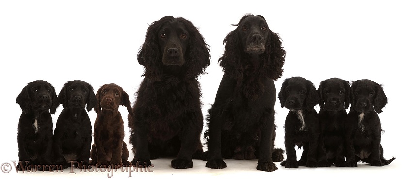 Adult black Cocker Spaniel pair with six puppies, white background