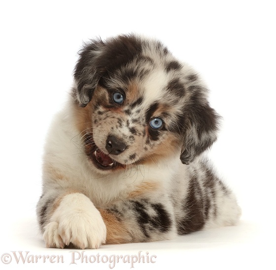 Mini American Shepherd puppy with crossed paws, white background