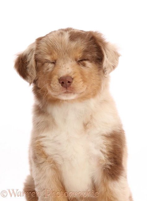 Red tricolour Mini American Shepherd puppy, eyes closed, white background