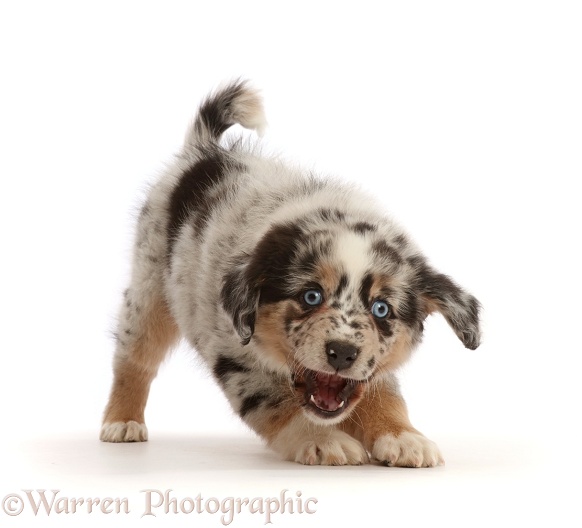 Playful Mini American Shepherd puppy with raised paw, white background