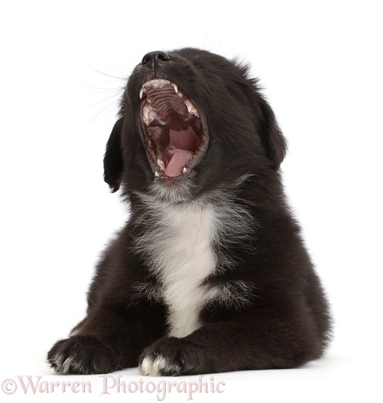 Black-and-white Miniature American Shepherd puppy, 5 weeks old, yawning, white background
