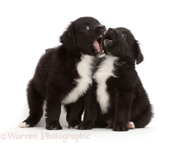 Black-and-white Miniature American Shepherd puppies, 5 weeks old, mouth fencing, white background