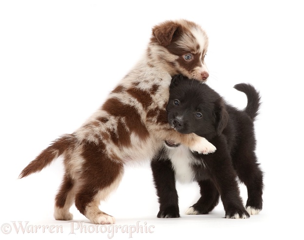 Playful Miniature American Shepherd puppy, 5 weeks old, white background