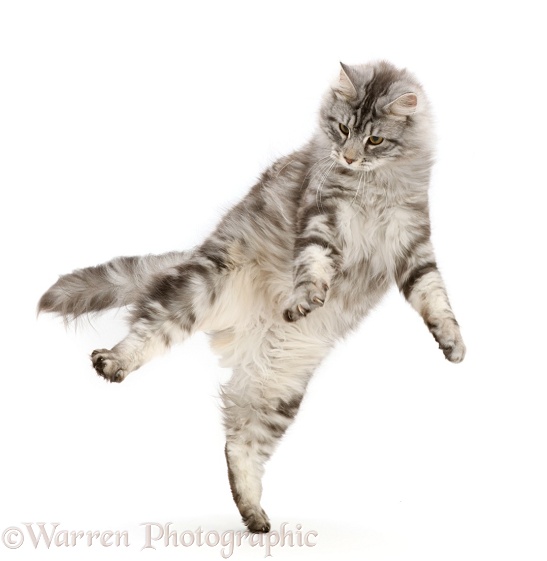 Silver tabby cat, Blaze, 10 months old, jumping up, white background