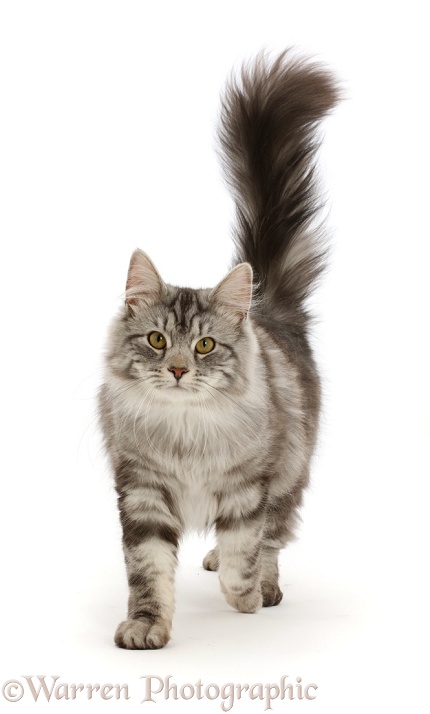 Silver tabby cat, Blaze, 10 months old, walking with tail erect, white background