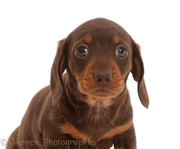Chocolate Dachshund puppy, white background