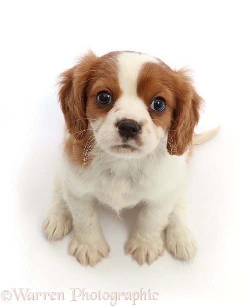 Blenheim Cavalier King Charles Spaniel puppy, sitting and looking up, white background