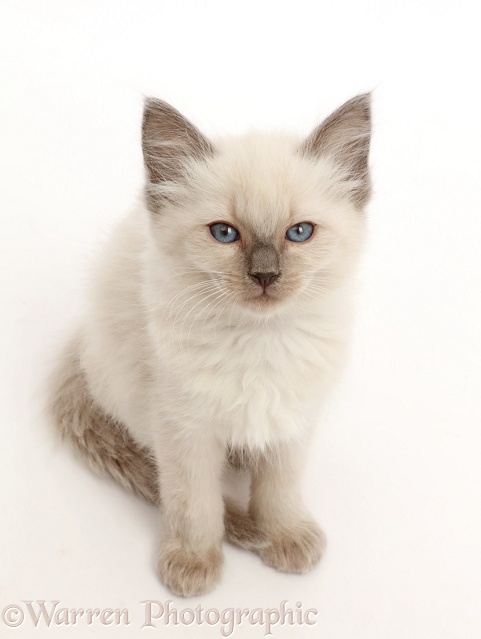 Ragdoll x Siamese kitten, 7 weeks old, sitting and looking up, white background