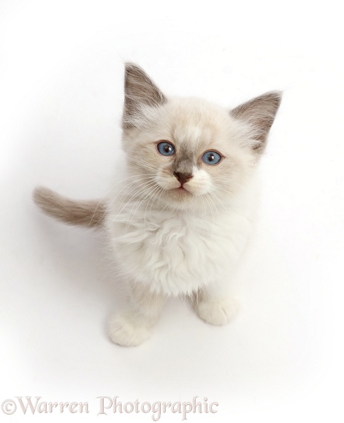 Ragdoll x Siamese kitten, 7 weeks old, sitting and looking up, white background