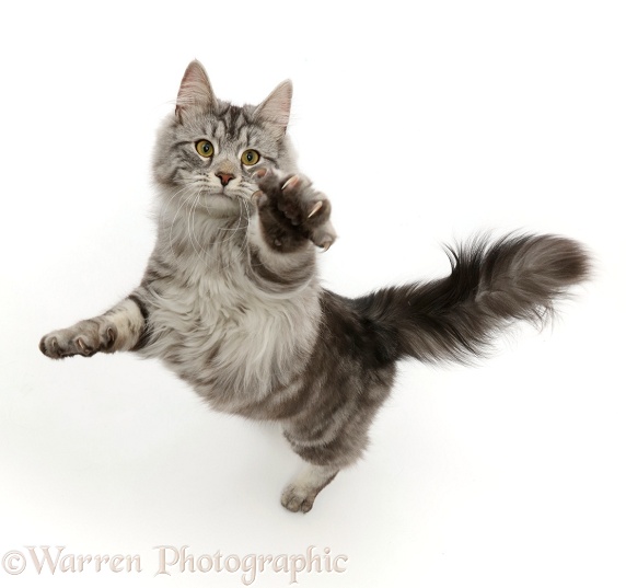 Silver tabby cat, Blaze, 10 months old, jumping up and swiping with a paw, white background